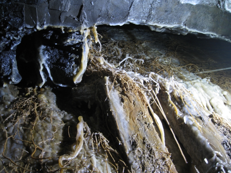 IMG_3092.jpg - Calcification in a chamber from the flats.