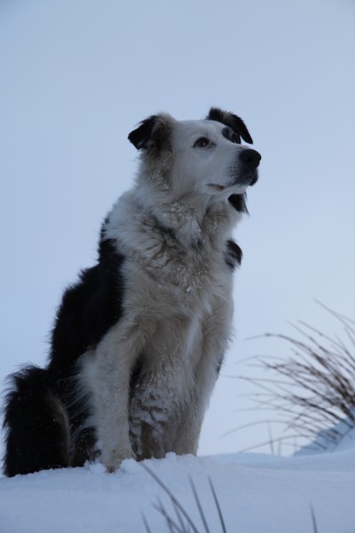 IMG_1905.JPG - Snow dog Soot.