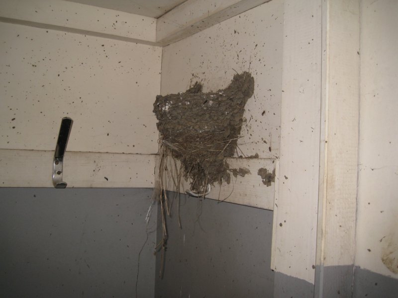 Img_3764.jpg - Swallow nest.