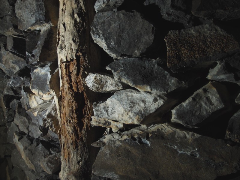 P7246266.JPG - Dry rot spreading out to the deads.