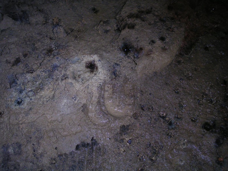 sc_middlecleugh_stopes_clogprints2.jpg - Near the bucket these surviving clog prints can be seen, along with the not to carefully placed modern prints, beware!