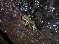 frogshaft_frog