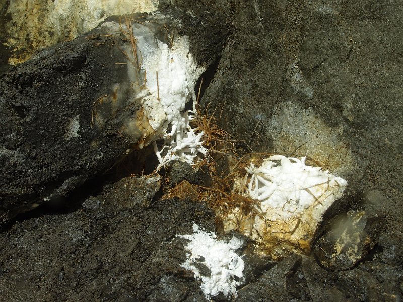 P4023394.JPG - Calcified boot lace fungus.