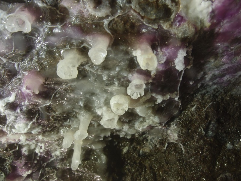 PA296645.JPG - Cobolt stained stalactites. Close up, about 1cm long. North Vein level.