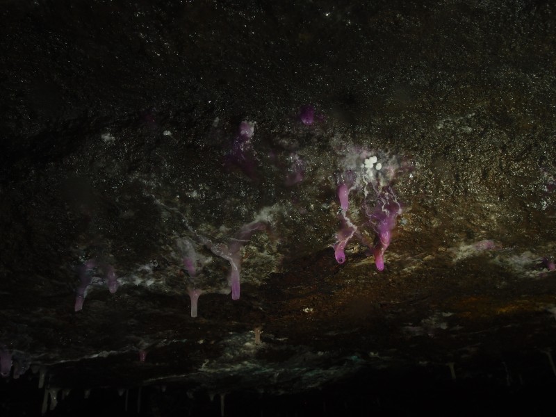 PA296647.JPG - Cobolt stained stalactites. North Vein level.